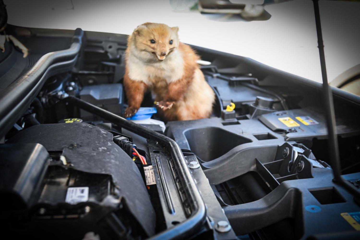 Attention: Time and again, martens chew on the brake or coolant hoses of cars during the summer. Photo: HUK-Coburg