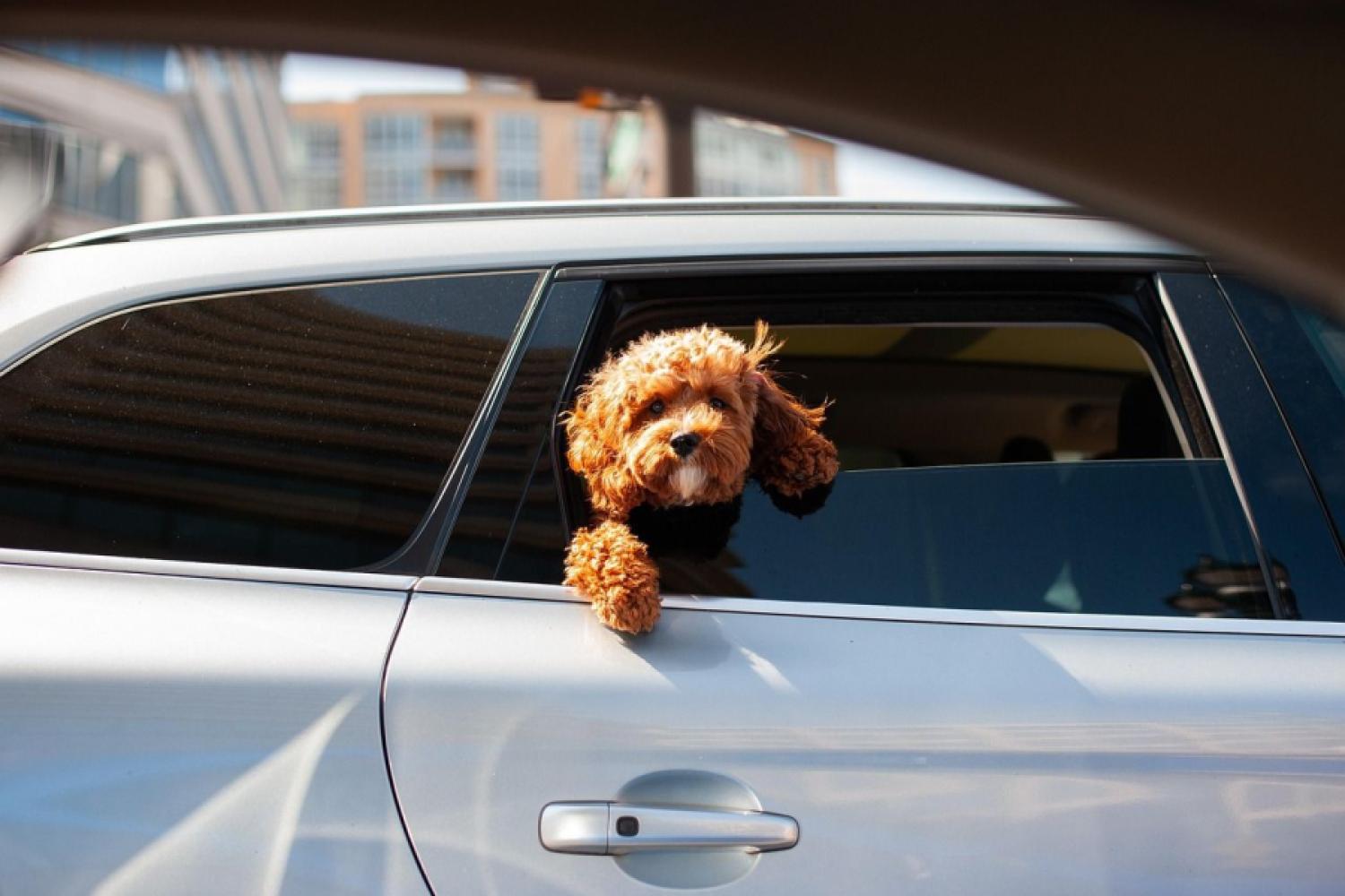 En los calurosos meses de verano, los conductores deberían tomar en serio el peligro del calor para los niños y los animales y, además de usar correctamente el aire acondicionado, asegurarse de hacer suficientes pausas. Foto: Pixabay