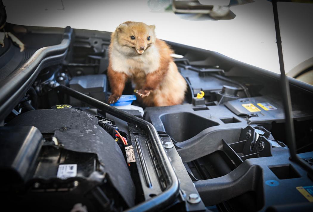 Attention: Time and again, martens chew on the brake or coolant hoses of cars during the summer. Photo: HUK-Coburg