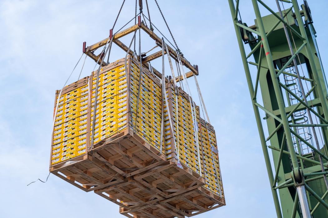 Las primeras kiwis de Zespri del año han llegado a Zeebrugge. Con esto, la temporada europea de kiwis en el puerto marítimo belga de Amberes ha sido oficialmente inaugurada. Foto: Puerto de Antwerp-Brujas